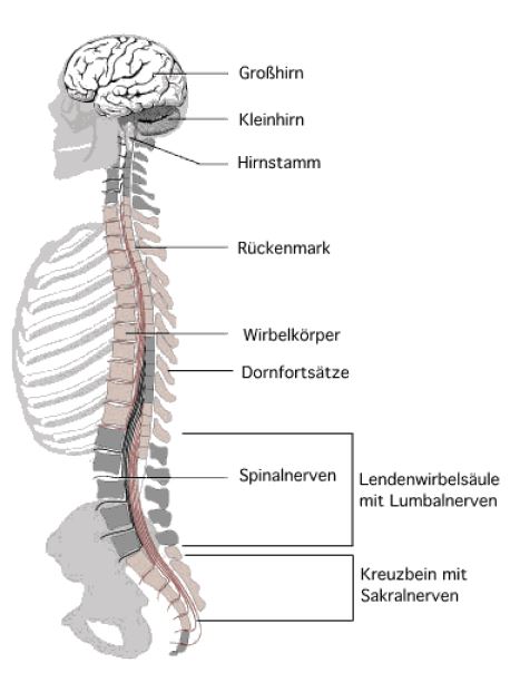 Zentrales Nervensystem